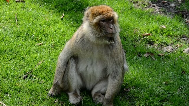 Berberaffe