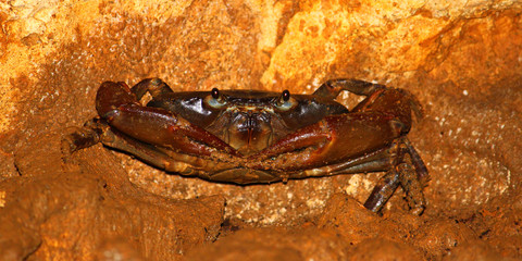 Cave Crab - Puerto Rico