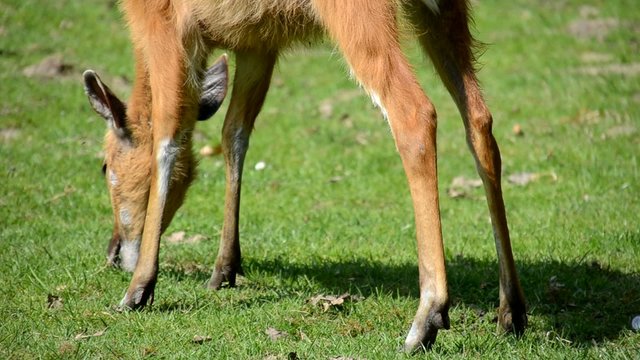 junges Reh