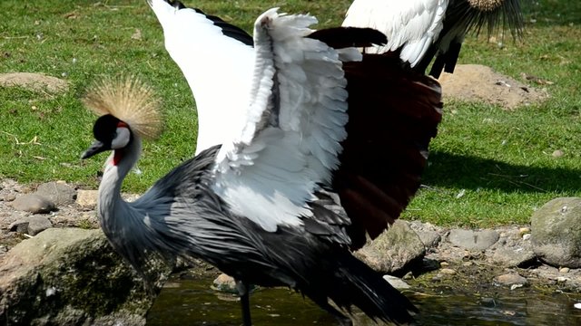 Kronenkranich
