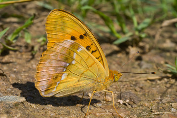Butterfly (Brenthis) on ground 1