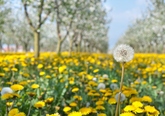 Blossoming yellow dandelion