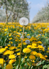 Fototapeta premium Blossoming yellow dandelion