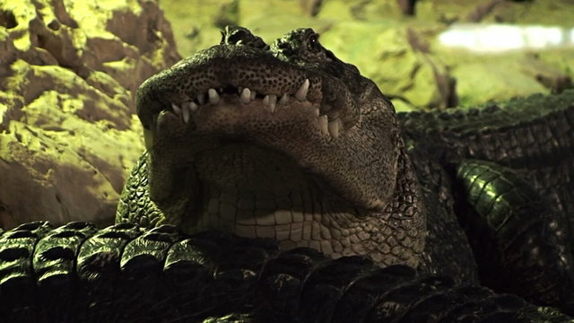 Crocodiles 1
