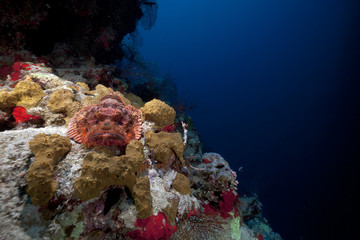 Naklejka na ściany i meble Scorpionfish and coral reef in the Red Sea.