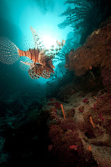 Lionfish and coral reef in the Red Sea.