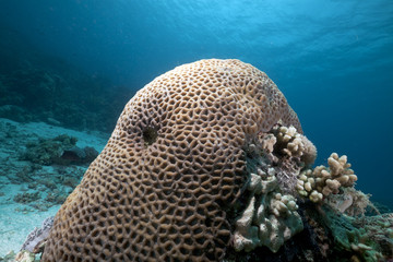Naklejka na ściany i meble Honeycomb coral in the Red Sea.