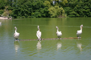 Quatre pélicans sur une branche