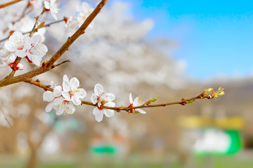 Spring blossoms
