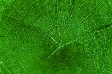 Closeup of green cut tree stump texture with cracks