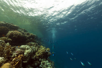 Fototapeta na wymiar coral reef and fish in the Red Sea.