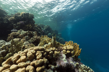 coral reef and fish in the Red Sea.