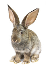 gray rabbit