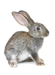 gray rabbit