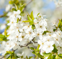 Obraz premium bloom tree