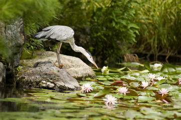 CRANE AT JAPANESE POND
