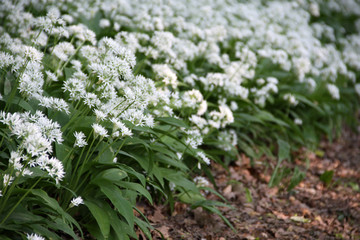 Bl&uuml;hender B&auml;rlauch am Wegesrand