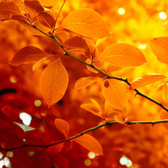 Autumn background
