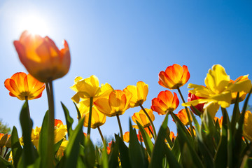 der Sonne entgegenstrebende Tulpen