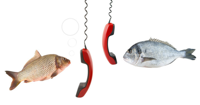 Carp and dorado fish talking by telephone isolated