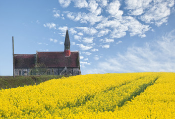 Rapeseed field leading up to ancient church with blue sky