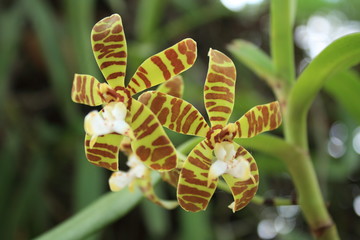 Tiger orchids. © Donjiy
