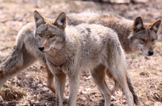 deux coyotes