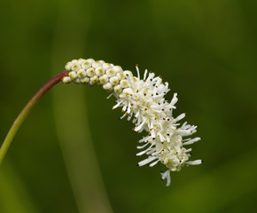 White flower on a green background