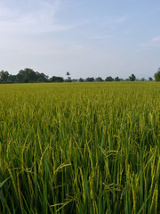 Rice Field Landscape
