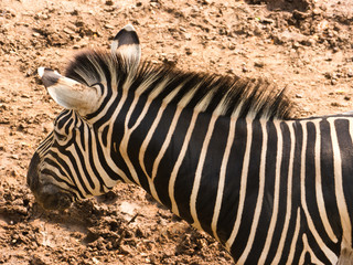 Fototapeta na wymiar Burchell's Zebra