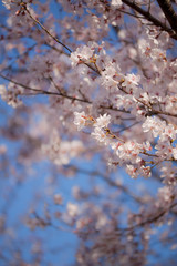 桜の花 Cherry blossoms