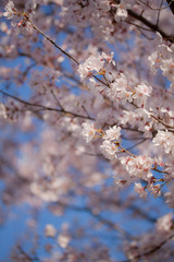桜の花 Cherry blossoms