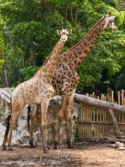 Obraz premium Giraffe