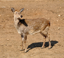 Sika Deer