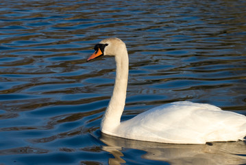 Obraz premium beautiful swan