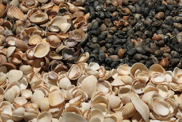 Морские ракушки