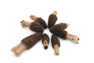 Morilles