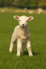 Naklejka premium ciekawa mała owieczka