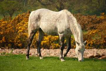 Obraz na płótnie Canvas white spotted horse