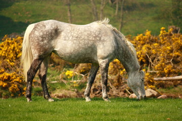 white horse grazing