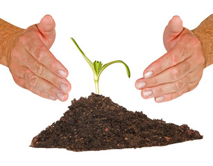 sprout protected by hands