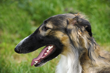 borzoi dog, sighthound