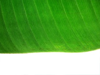 banna leaf texture1