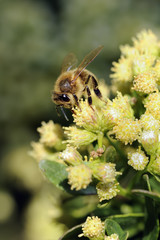 Abeille