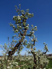 Fruit tree ochard in bloom