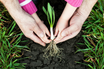 Planting a little plant
