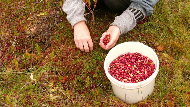 Woman harvests cranberries on the marsh