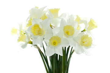 Daffodil - 31756599
