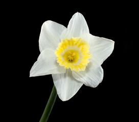 Daffodil