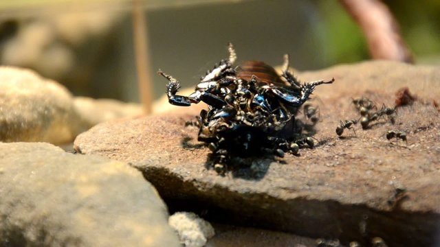 Ameisen fressen Käfer